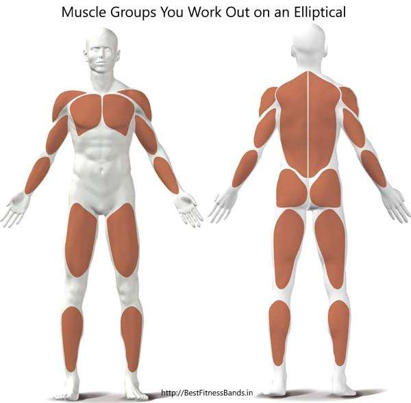 Muscle Groups Involved in Elliptical Cross Trainer Workouts