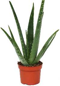 Aloe Vera Air Purifying Indoor Plant