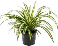  Air Purifying Indoor Spider Plant