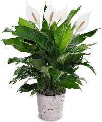 Peace Lily - Air Purifying House Plant