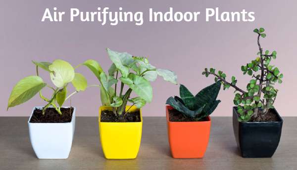 Best Air Purifying Indoor Plants India